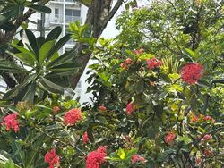 Sembawang Hills Estate (D20), Semi-Detached #593987481